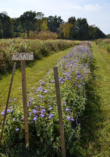 Hospitality & Happiness: Max and Honey's Flower and Pumpkin Farm offers a helping of both